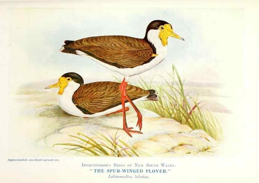 Reproducción/Reproduction 48307704612: Some useful Australian birds /. Sydney :W.A. Gullick, Govt. Printer,1921.. 