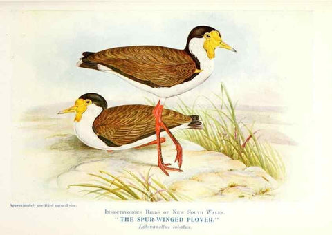 Reproducción/Reproduction 48307704612: Some useful Australian birds /. Sydney :W.A. Gullick, Govt. Printer,1921.. 