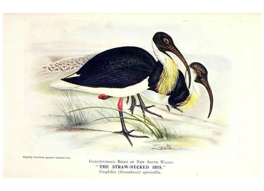 Reproducción/Reproduction 48307705222: Some useful Australian birds /. Sydney :W.A. Gullick, Govt. Printer,1921.. 