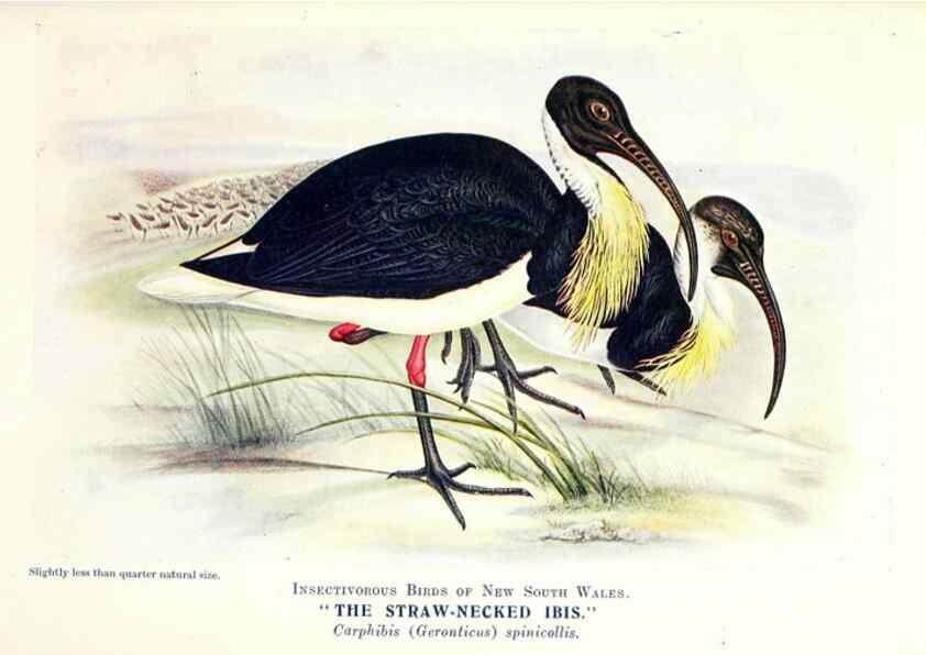 Reproducción/Reproduction 48307705222: Some useful Australian birds /. Sydney :W.A. Gullick, Govt. Printer,1921.. 
