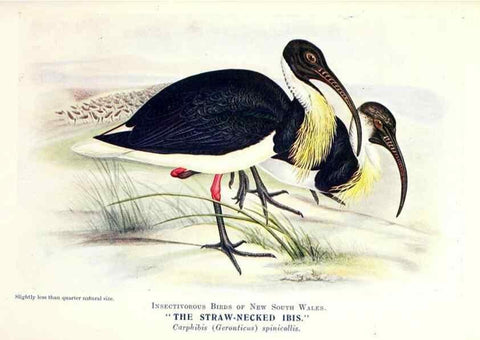 Reproducción/Reproduction 48307705222: Some useful Australian birds /. Sydney :W.A. Gullick, Govt. Printer,1921.. 