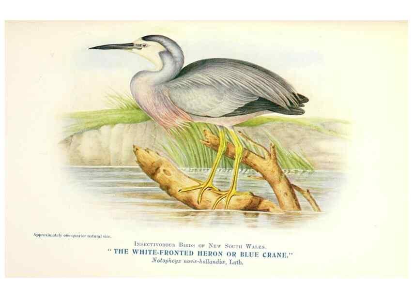 Reproducción/Reproduction 48307705717: Some useful Australian birds /. Sydney :W.A. Gullick, Govt. Printer,1921.. 