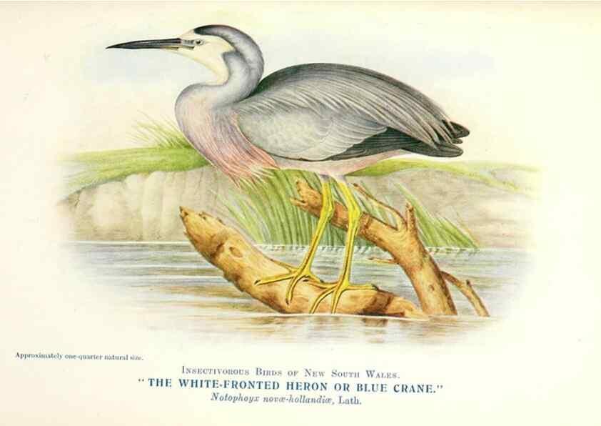 Reproducción/Reproduction 48307705717: Some useful Australian birds /. Sydney :W.A. Gullick, Govt. Printer,1921.. 