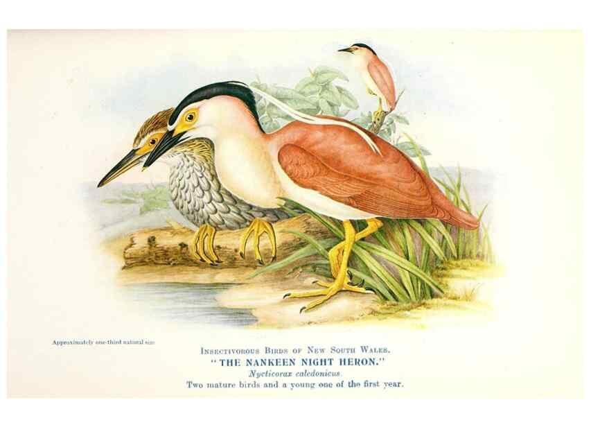 Reproducción/Reproduction 48307594076: Some useful Australian birds /. Sydney :W.A. Gullick, Govt. Printer,1921.. 