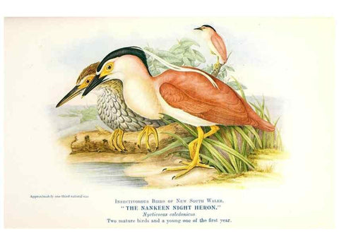 Reproducción/Reproduction 48307594076: Some useful Australian birds /. Sydney :W.A. Gullick, Govt. Printer,1921.. 