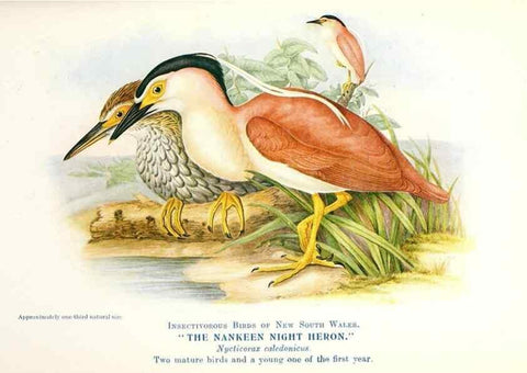 Reproducción/Reproduction 48307594076: Some useful Australian birds /. Sydney :W.A. Gullick, Govt. Printer,1921.. 