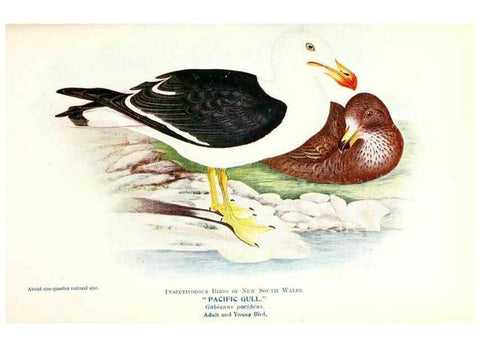 Reproducción/Reproduction 48307706792: Some useful Australian birds /. Sydney :W.A. Gullick, Govt. Printer,1921.. 
