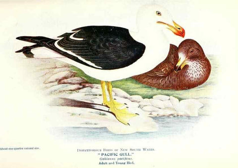 Reproducción/Reproduction 48307706792: Some useful Australian birds /. Sydney :W.A. Gullick, Govt. Printer,1921.. 