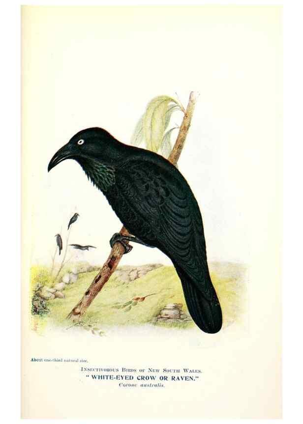 Reproducción/Reproduction 48307594951: Some useful Australian birds /. Sydney :W.A. Gullick, Govt. Printer,1921.. 