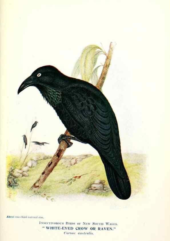 Reproducción/Reproduction 48307594951: Some useful Australian birds /. Sydney :W.A. Gullick, Govt. Printer,1921.. 