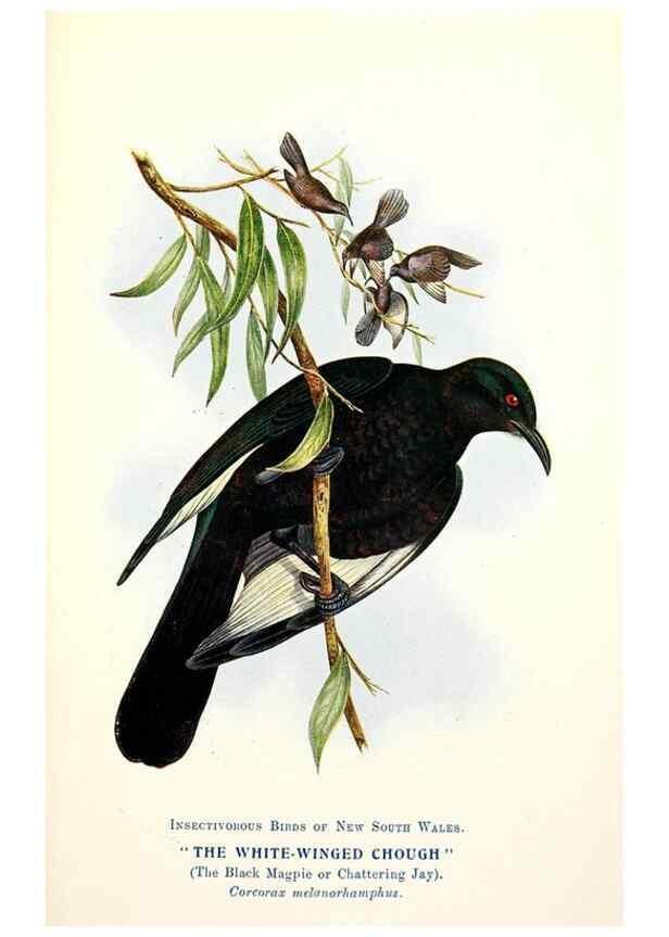 Reproducción/Reproduction 48307707742: Some useful Australian birds /. Sydney :W.A. Gullick, Govt. Printer,1921.. 