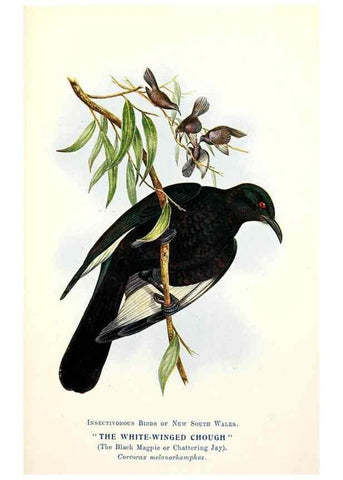Reproducción/Reproduction 48307707742: Some useful Australian birds /. Sydney :W.A. Gullick, Govt. Printer,1921.. 