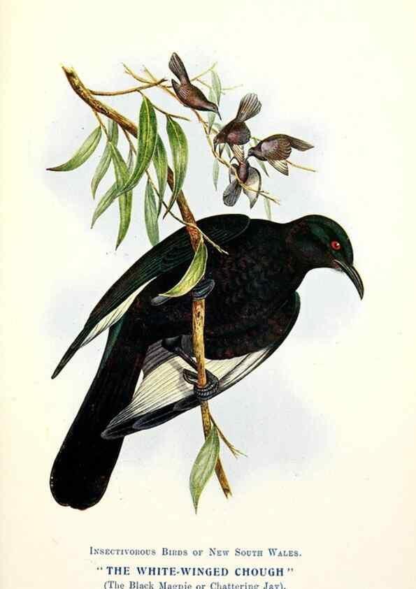 Reproducción/Reproduction 48307707742: Some useful Australian birds /. Sydney :W.A. Gullick, Govt. Printer,1921.. 