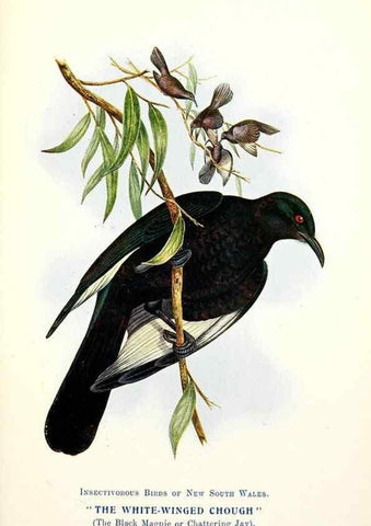 Reproducción/Reproduction 48307707742: Some useful Australian birds /. Sydney :W.A. Gullick, Govt. Printer,1921.. 