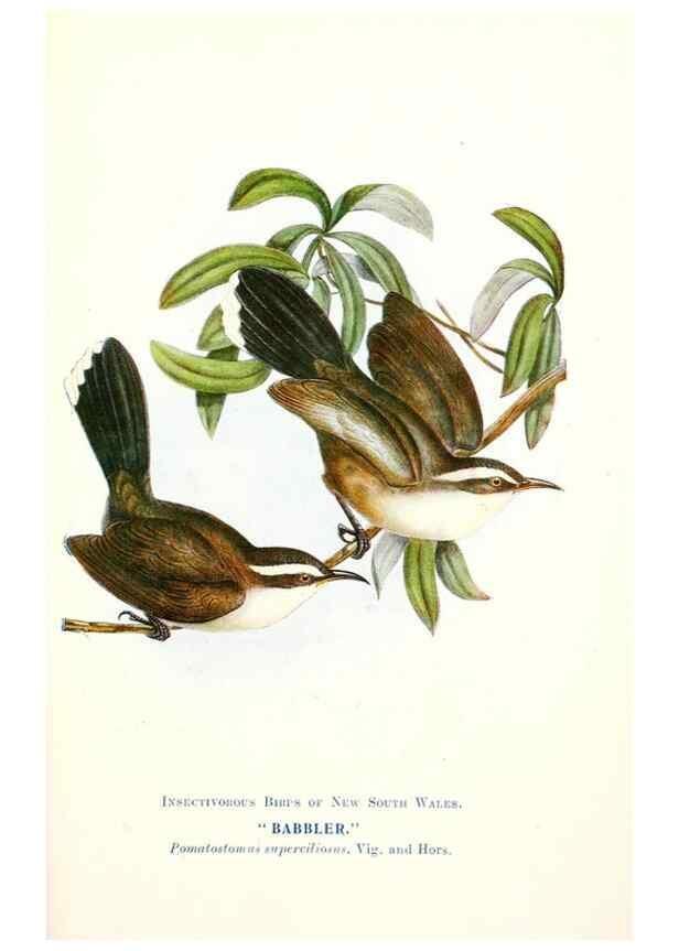 Reproducción/Reproduction 48307708337: Some useful Australian birds /. Sydney :W.A. Gullick, Govt. Printer,1921.. 