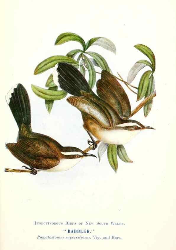 Reproducción/Reproduction 48307708337: Some useful Australian birds /. Sydney :W.A. Gullick, Govt. Printer,1921.. 