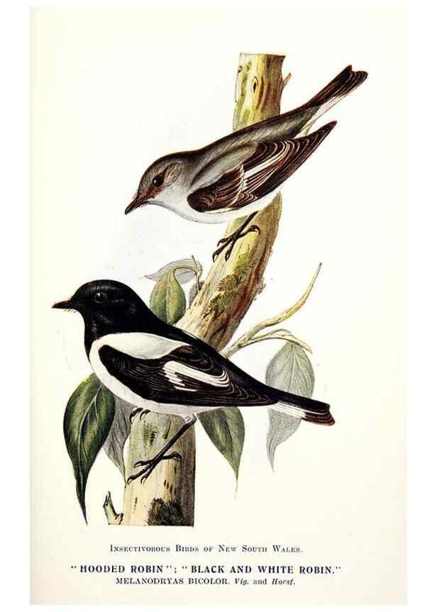 Reproducción/Reproduction 48307700277: Some useful Australian birds /. Sydney :W.A. Gullick, Govt. Printer,1921.. 
