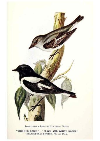 Reproducción/Reproduction 48307700277: Some useful Australian birds /. Sydney :W.A. Gullick, Govt. Printer,1921.. 