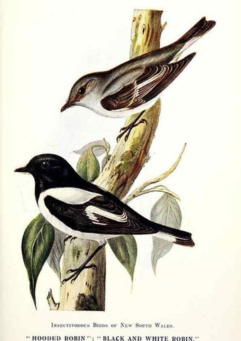Reproducción/Reproduction 48307700277: Some useful Australian birds /. Sydney :W.A. Gullick, Govt. Printer,1921.. 