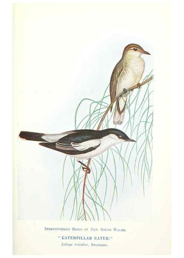 Reproducción/Reproduction 48307587711: Some useful Australian birds /. Sydney :W.A. Gullick, Govt. Printer,1921.. 