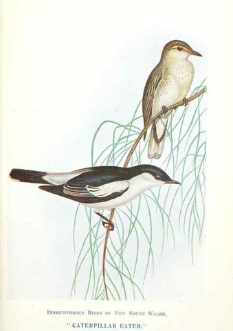 Reproducción/Reproduction 48307587711: Some useful Australian birds /. Sydney :W.A. Gullick, Govt. Printer,1921.. 