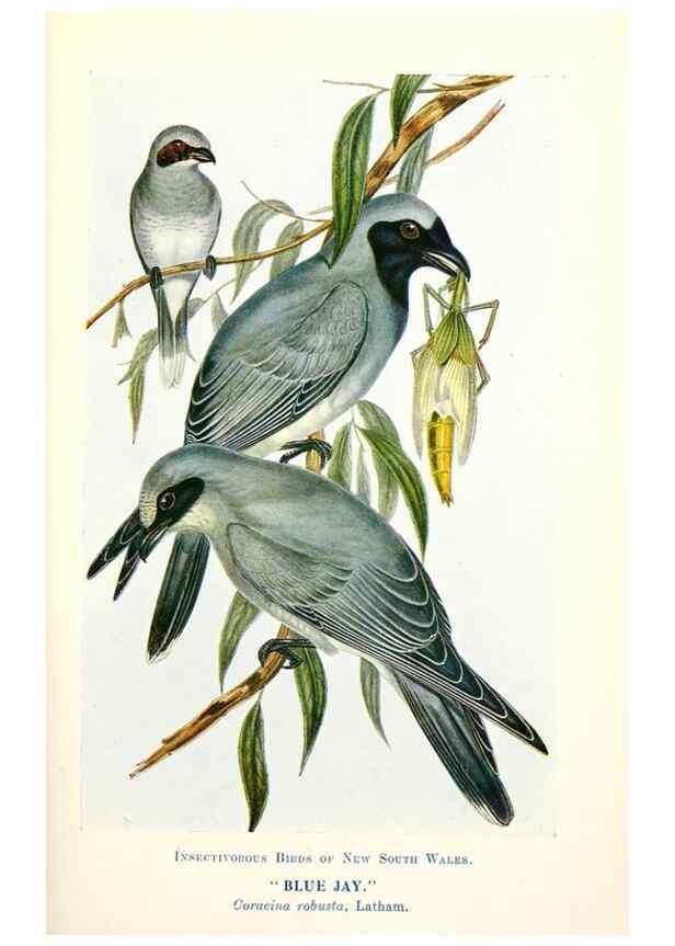 Reproducción/Reproduction 48307587096: Some useful Australian birds /. Sydney :W.A. Gullick, Govt. Printer,1921.. 