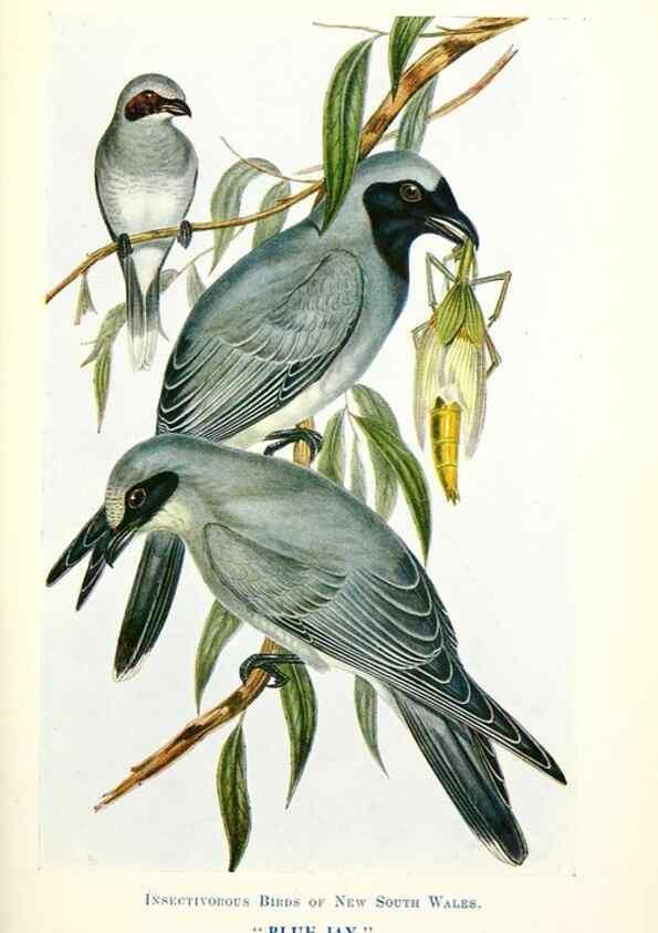 Reproducción/Reproduction 48307587096: Some useful Australian birds /. Sydney :W.A. Gullick, Govt. Printer,1921.. 