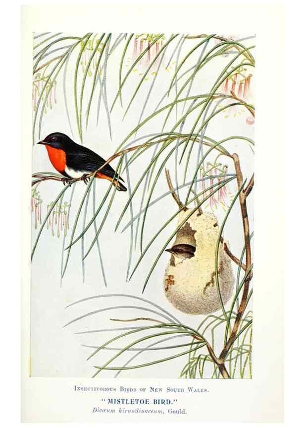 Reproducción/Reproduction 48307698722: Some useful Australian birds /. Sydney :W.A. Gullick, Govt. Printer,1921.. 