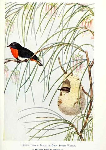 Reproducción/Reproduction 48307698722: Some useful Australian birds /. Sydney :W.A. Gullick, Govt. Printer,1921.. 