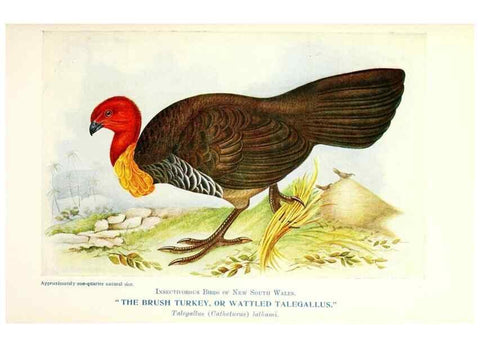 Reproducción/Reproduction 48307577341: Some useful Australian birds /. Sydney :W.A. Gullick, Govt. Printer,1921.. 