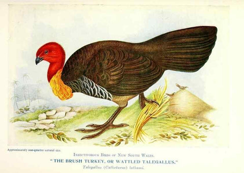 Reproducción/Reproduction 48307577341: Some useful Australian birds /. Sydney :W.A. Gullick, Govt. Printer,1921.. 