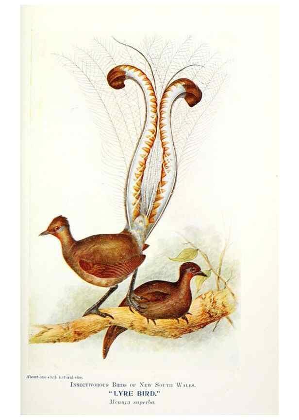 Reproducción/Reproduction 48307577876: Some useful Australian birds /. Sydney :W.A. Gullick, Govt. Printer,1921.. 