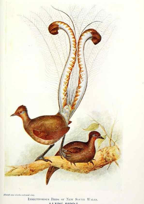 Reproducción/Reproduction 48307577876: Some useful Australian birds /. Sydney :W.A. Gullick, Govt. Printer,1921.. 