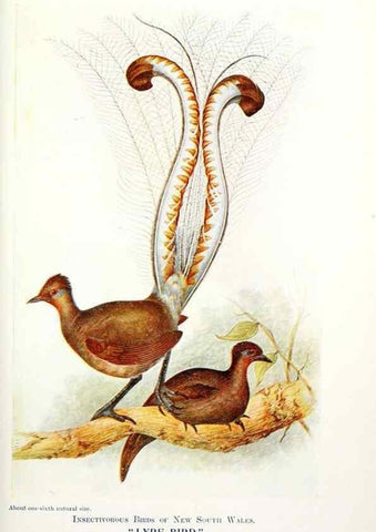 Reproducción/Reproduction 48307577876: Some useful Australian birds /. Sydney :W.A. Gullick, Govt. Printer,1921.. 