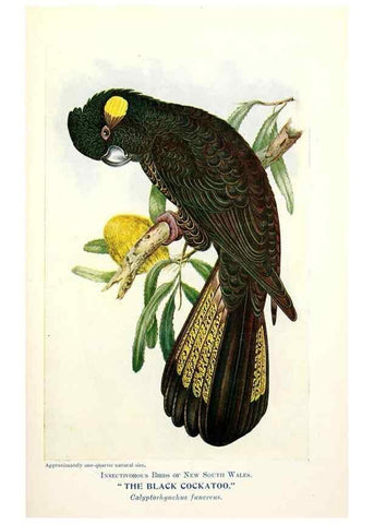 Reproducción/Reproduction 48307690442: Some useful Australian birds /. Sydney :W.A. Gullick, Govt. Printer,1921.. 