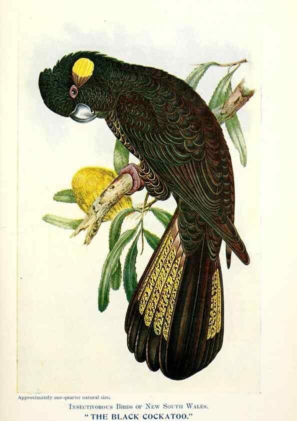 Reproducción/Reproduction 48307690442: Some useful Australian birds /. Sydney :W.A. Gullick, Govt. Printer,1921.. 