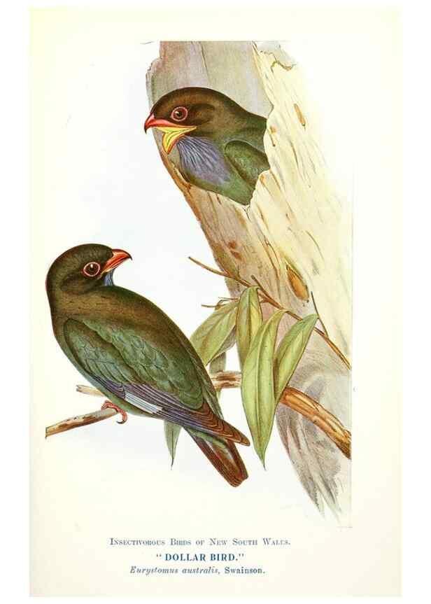 Reproducción/Reproduction 48307579036: Some useful Australian birds /. Sydney :W.A. Gullick, Govt. Printer,1921.. 