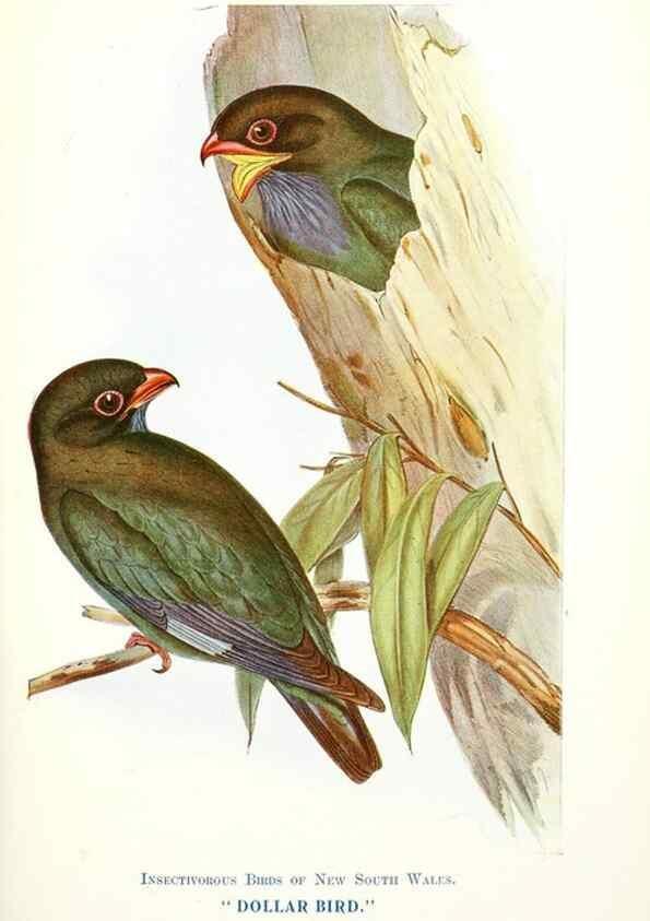 Reproducción/Reproduction 48307579036: Some useful Australian birds /. Sydney :W.A. Gullick, Govt. Printer,1921.. 