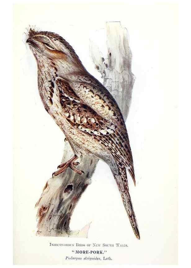 Reproducción/Reproduction 48307579496: Some useful Australian birds /. Sydney :W.A. Gullick, Govt. Printer,1921.. 