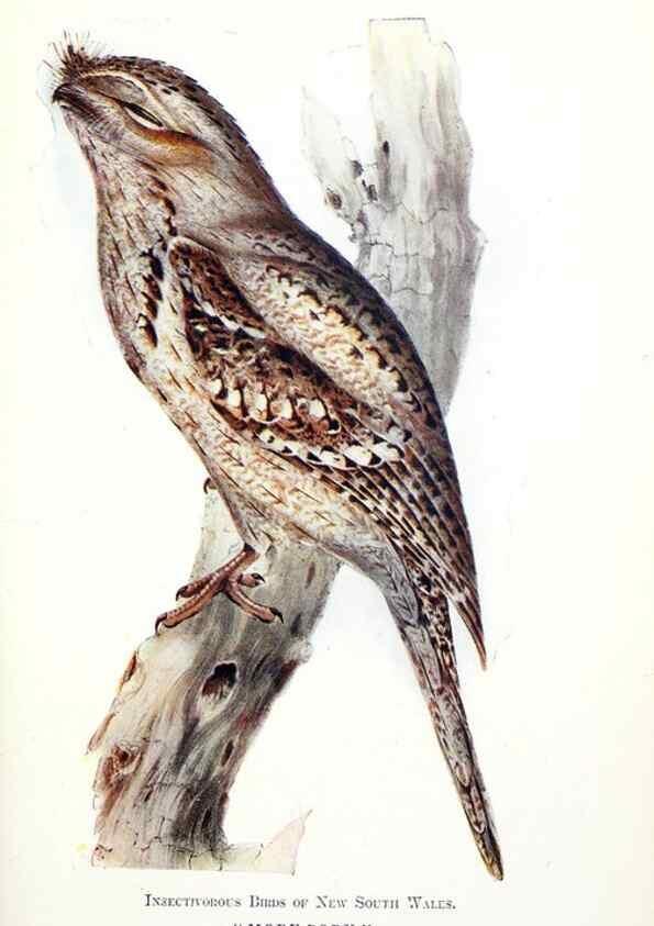 Reproducción/Reproduction 48307579496: Some useful Australian birds /. Sydney :W.A. Gullick, Govt. Printer,1921.. 