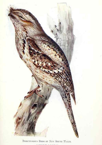 Reproducción/Reproduction 48307579496: Some useful Australian birds /. Sydney :W.A. Gullick, Govt. Printer,1921.. 