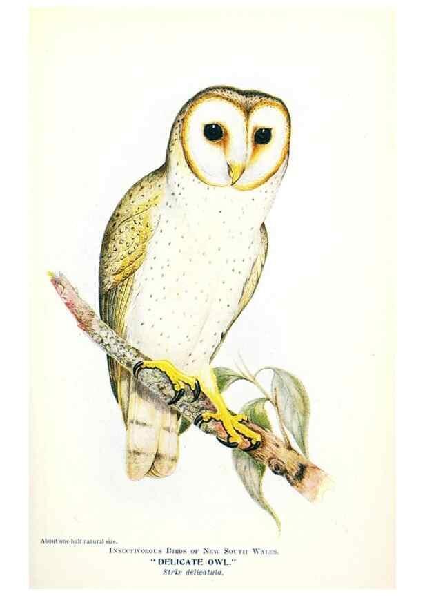 Reproducción/Reproduction 48307692122: Some useful Australian birds /. Sydney :W.A. Gullick, Govt. Printer,1921.. 