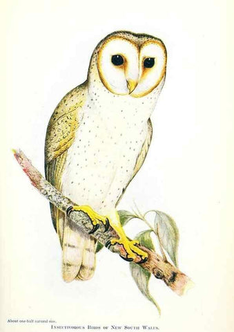 Reproducción/Reproduction 48307692122: Some useful Australian birds /. Sydney :W.A. Gullick, Govt. Printer,1921.. 