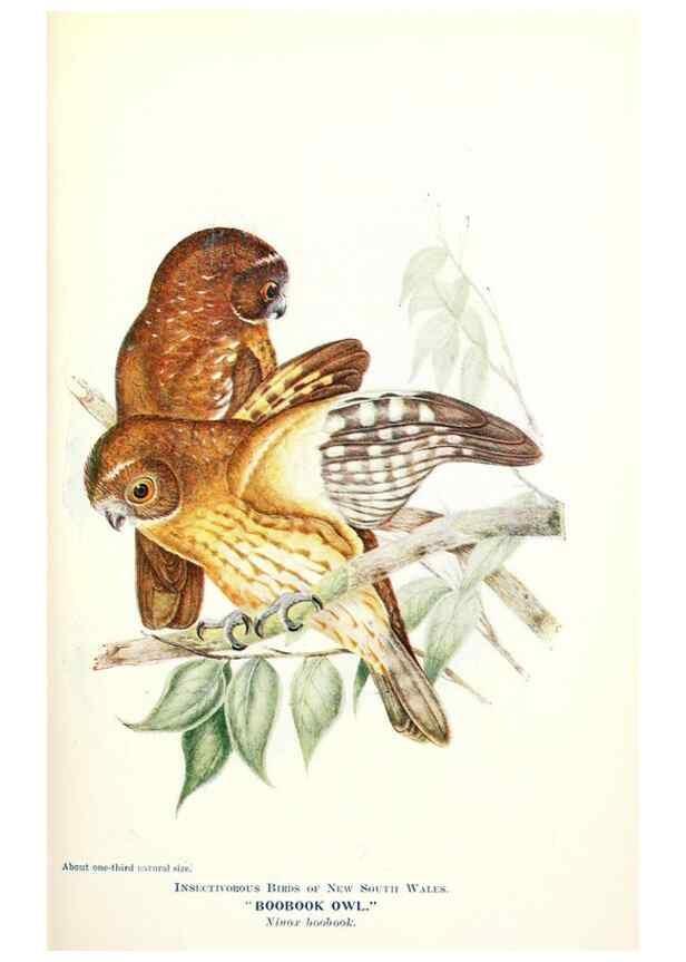 Reproducción/Reproduction 48307581296: Some useful Australian birds /. Sydney :W.A. Gullick, Govt. Printer,1921.. 