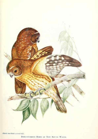 Reproducción/Reproduction 48307581296: Some useful Australian birds /. Sydney :W.A. Gullick, Govt. Printer,1921.. 