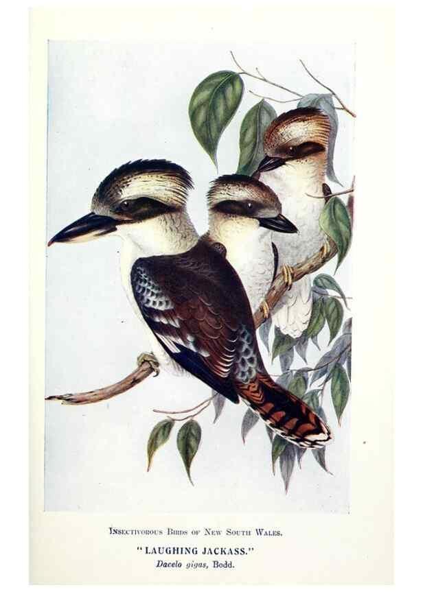 Reproducción/Reproduction 48307576141: Some useful Australian birds /. Sydney :W.A. Gullick, Govt. Printer,1921.. 
