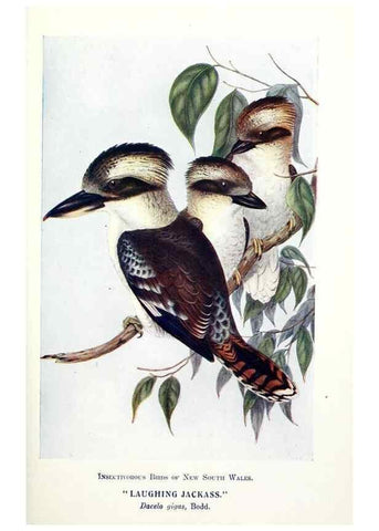 Reproducción/Reproduction 48307576141: Some useful Australian birds /. Sydney :W.A. Gullick, Govt. Printer,1921.. 