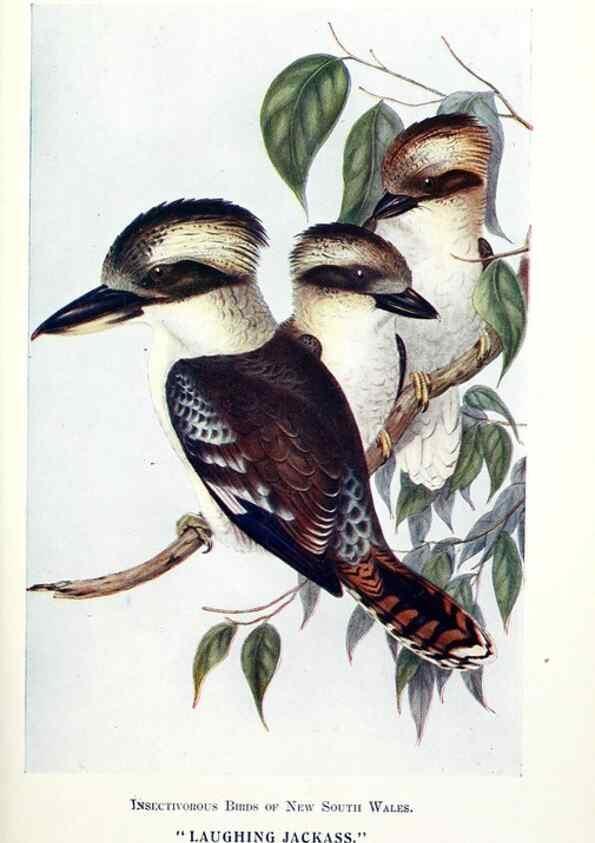 Reproducción/Reproduction 48307576141: Some useful Australian birds /. Sydney :W.A. Gullick, Govt. Printer,1921.. 
