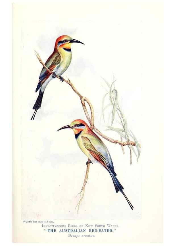 Reproducción/Reproduction 48307581836: Some useful Australian birds /. Sydney :W.A. Gullick, Govt. Printer,1921.. 