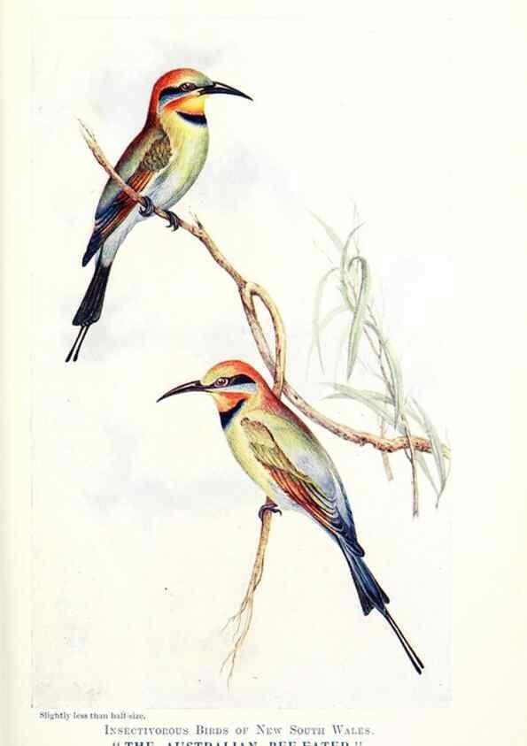 Reproducción/Reproduction 48307581836: Some useful Australian birds /. Sydney :W.A. Gullick, Govt. Printer,1921.. 